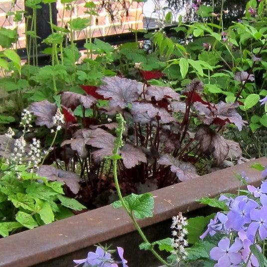 Heuchera x - Frosted Violet Coral Bells
