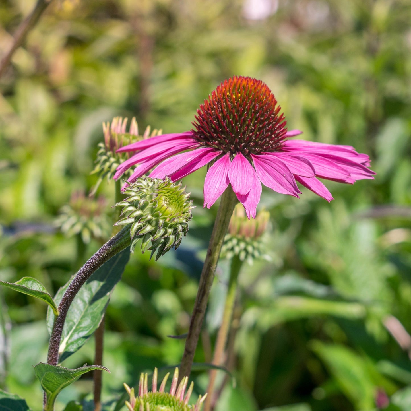Echinacea purpurea - Ruby Star Echinacea