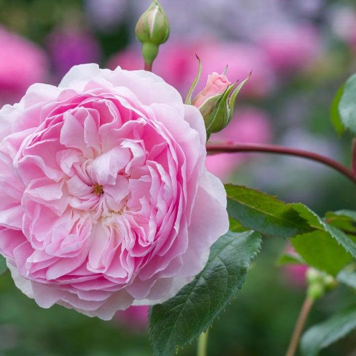 Rosa  - Silas Marner® Rose