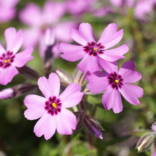 Phlox subulata - Eye Candy Creeping Phlox