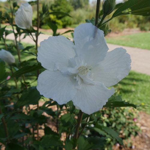 Hibiscus syriacus - PW® White Pillar® Rose of Sharon