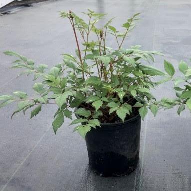 Astilbe x arendsii - Fanal Astilbe