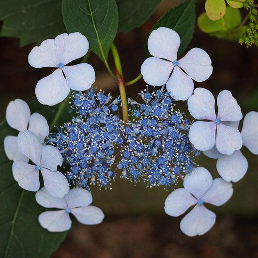 Hydrangea serrata - Blue Billow Hydrangea