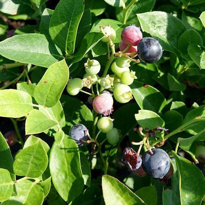 Vaccinium corymbosum - Polaris Blueberry