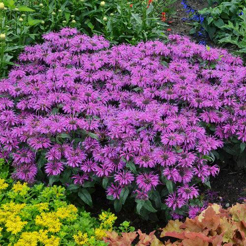 Monarda - PW® Leading Lady Plum Bee Balm
