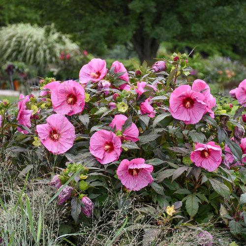 Hibiscus - Summerific® Berry Awesome Hibiscus