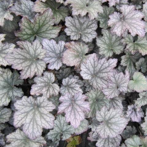 Heuchera x - Frosted Violet Coral Bells