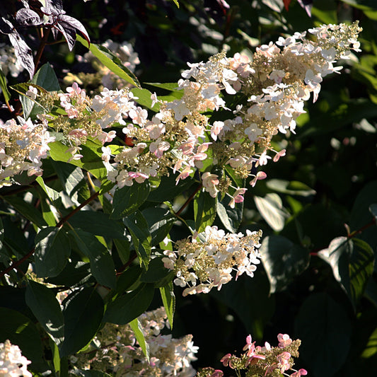 Hydrangea paniculata - Bloomin' Easy® Torch™ Hydrangea