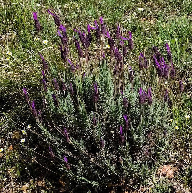 Lavandula stoechas - Primavera Spanish Lavender