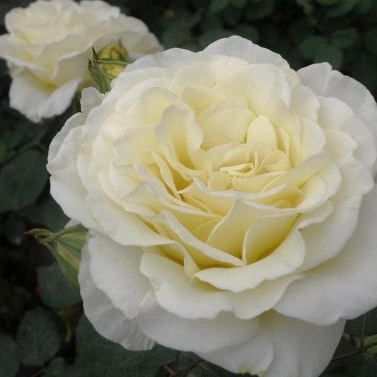 Rosa - True Kindness Rose