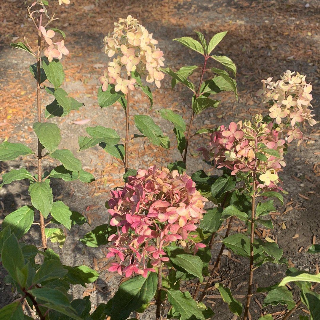 Hydrangea paniculata - Proven Winners® Limelight Prime® Hydrangea