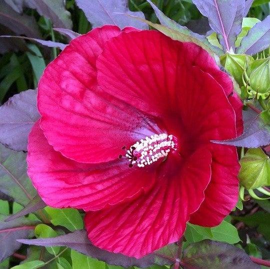Hibiscus - Midnight Marvel Red Leaf Hibiscus
