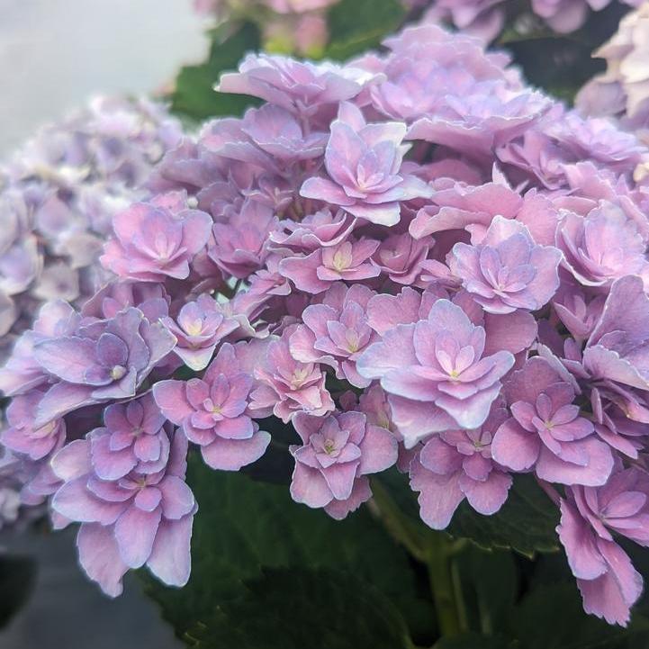Hydrangea macrophylla ‘Hortmafarfa’ - Bloomin' Easy® Starfield™ Hydrangea