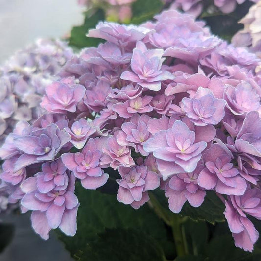 Hydrangea macrophylla ‘Hortmafarfa’ - Bloomin' Easy® Starfield™ Hydrangea