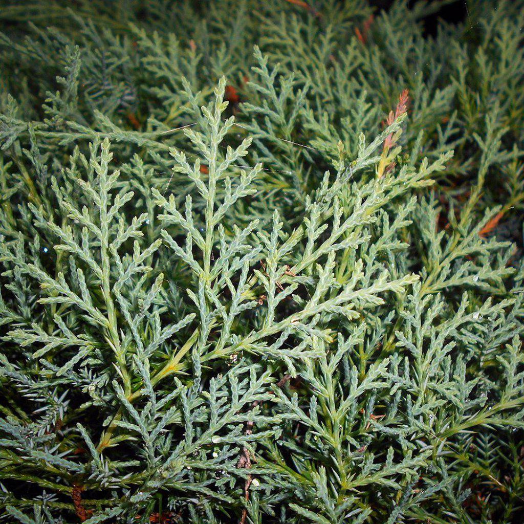 Juniperus virginiana  - Grey Owl Juniper