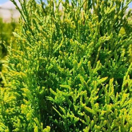 Thuja occidentalis - North Pole® Arborvitae