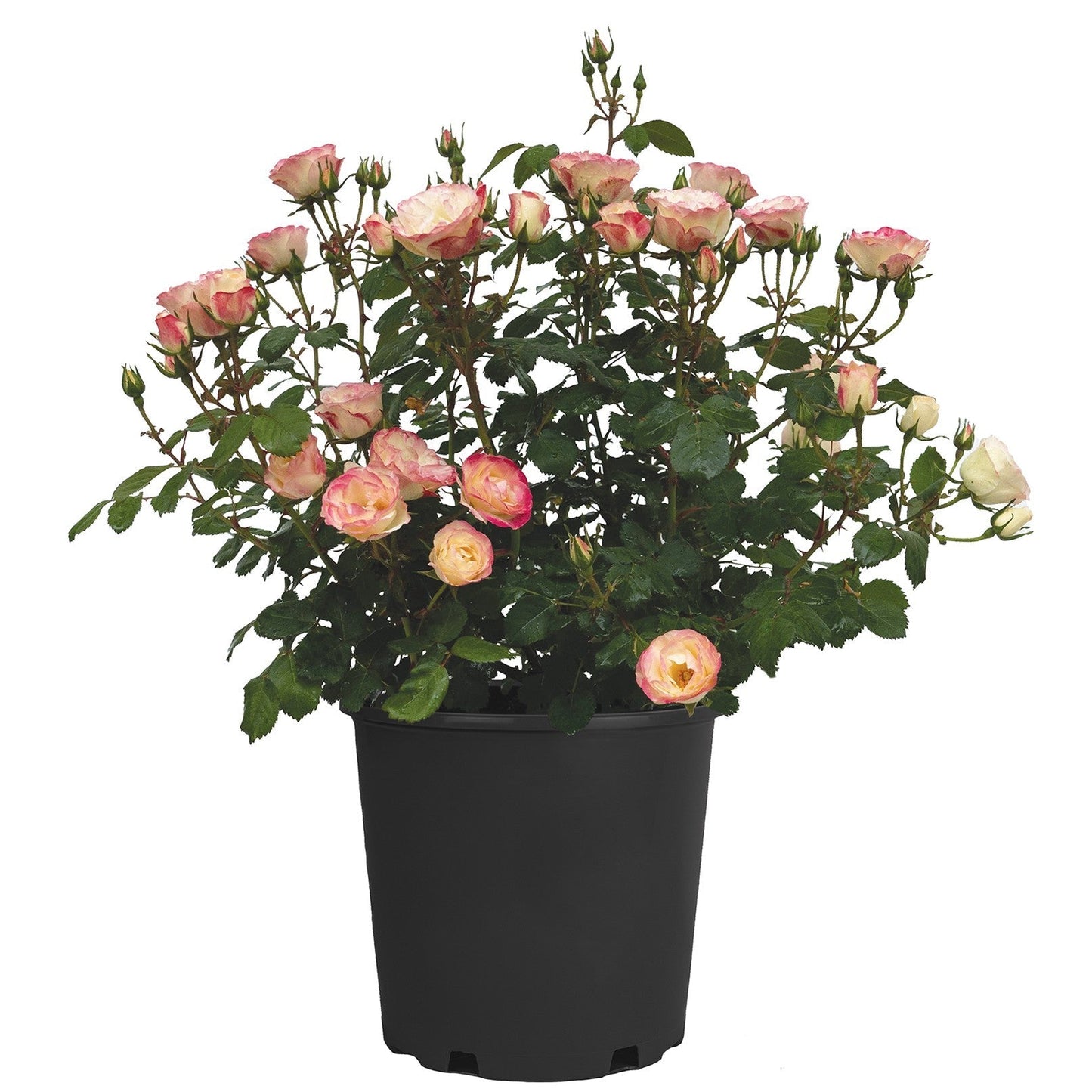 Rosa - Enchanted Meadow™ Rose