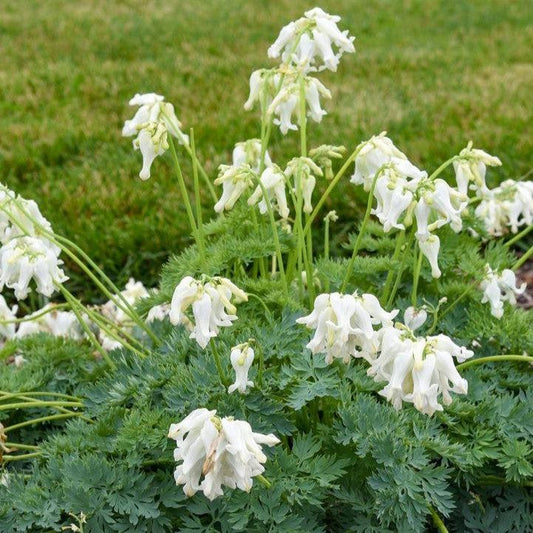 Dicentra - White Diamonds Fern-Leaf Bleeding Heart