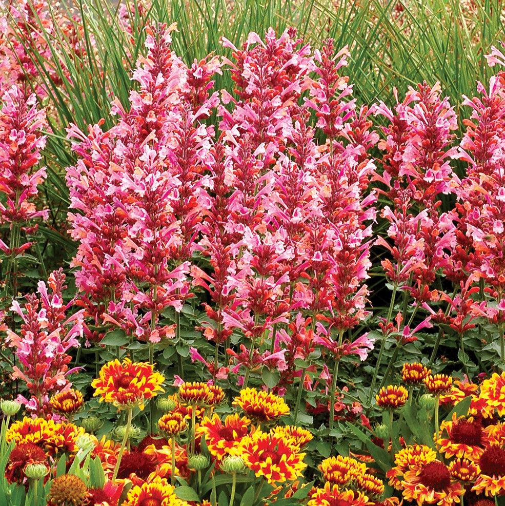 Agastache -  Kudos™ Ambrosia Hummingbird Mint, Hyssop