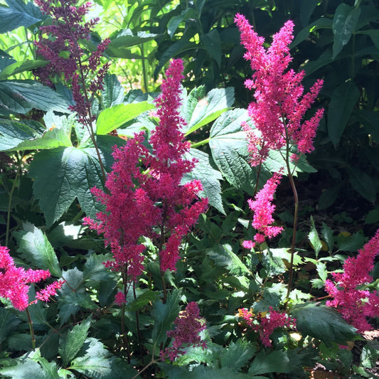 Astilbe - Younique™ Ruby Red Astilbe