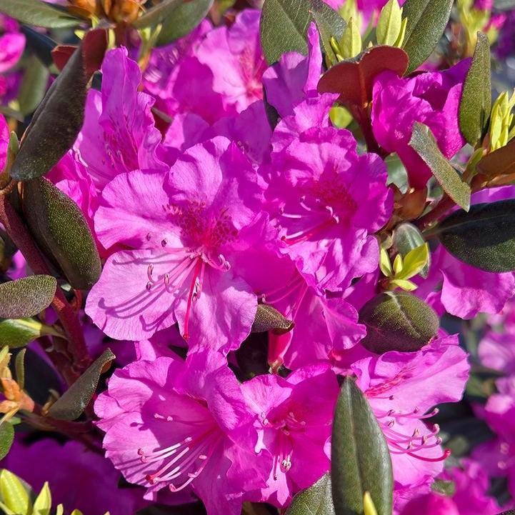 Rhododendron x - Black Hat® Rhododendron