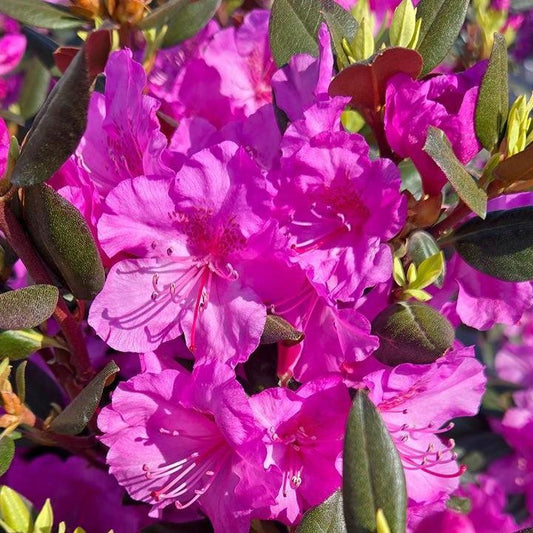 Rhododendron x - Black Hat® Rhododendron