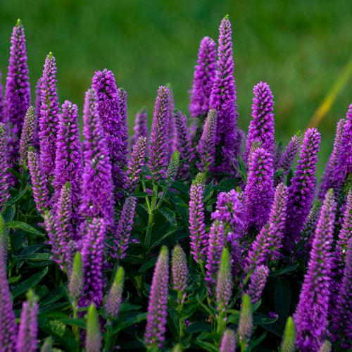 Veronica - PW® Magic Show® Purple Illusion Veronica
