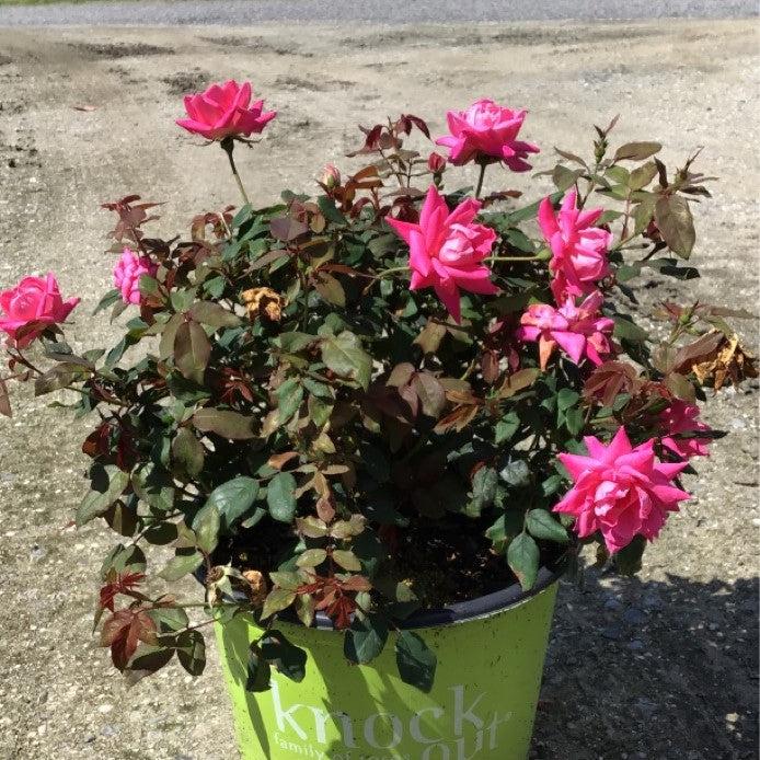 Rosa - Double Pink Knock Out® Rose