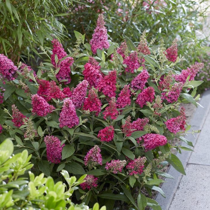 Buddleia davidii ‘BotEx 006’ - Butterfly Candy™ Li'l Raspberry™ Butterfly Bush