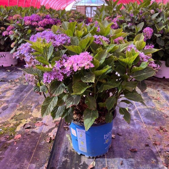 Hydrangea macrophylla ‘Hortmafarfa’ - Bloomin' Easy® Starfield™ Hydrangea