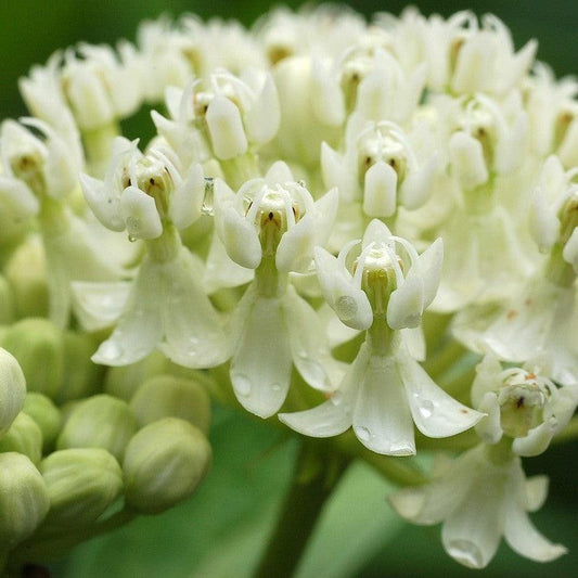 Asclepias incarnata - Ice Ballet Swamp Milkweed