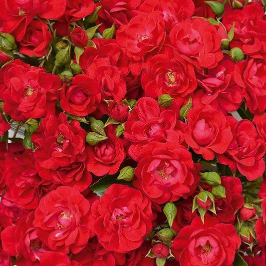 Rosa x - Flower Carpet® Mini Cherry Rose