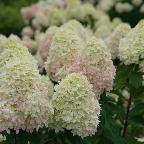 Hydrangea paniculata - Proven Winners® Limelight Prime® Hydrangea