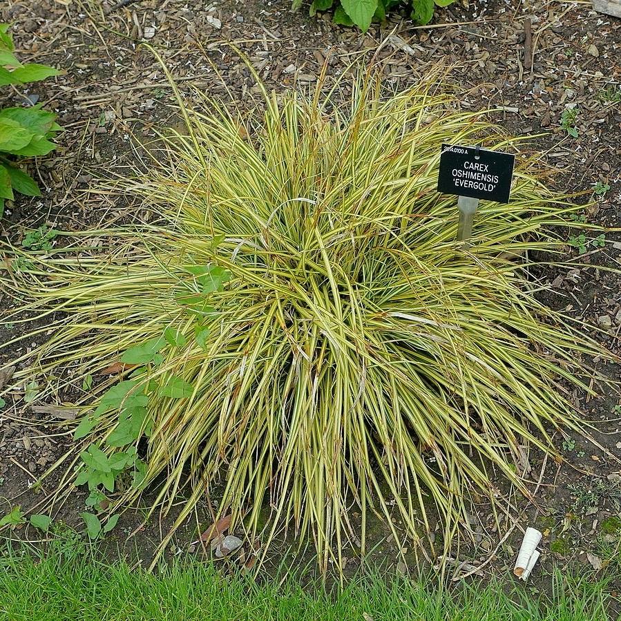 Carex oshimensis - Evergold Variegated Sedge
