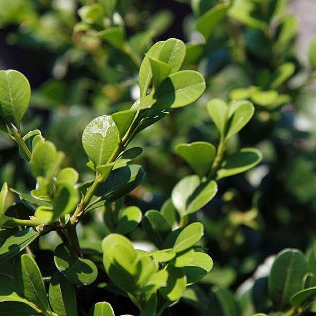 Buxus microphylla var. japonica - Green Beauty Boxwood