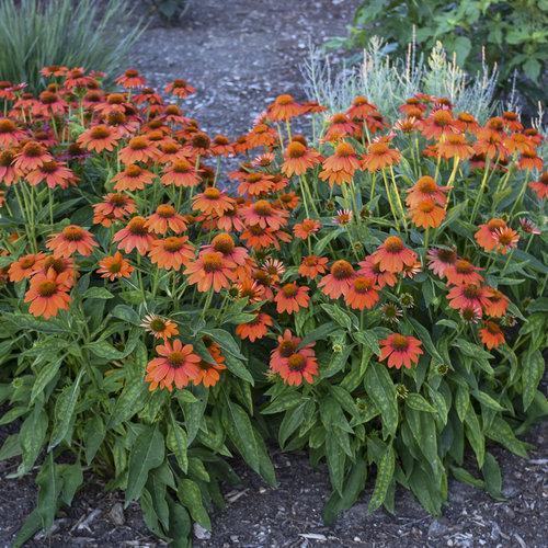 Echinacea x - Sombrero® Adobe Orange Improved Coneflower