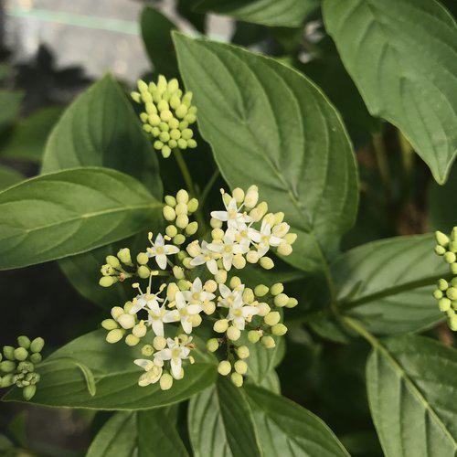 Cornus stolonifera - PW® Arctic Fire® Yellow Twig Dogwood