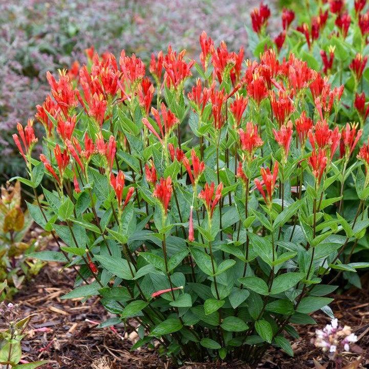 Spigelia marilandica - Orange Slices Indian Pink