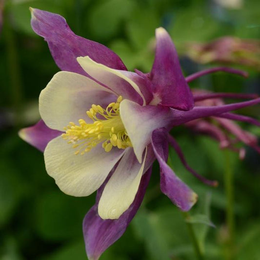 Aquilegia - Earlybird™ Purple Yellow Columbine