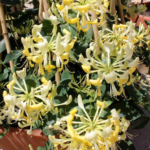 Lonicera periclymenum - Scentsation Honeysuckle
