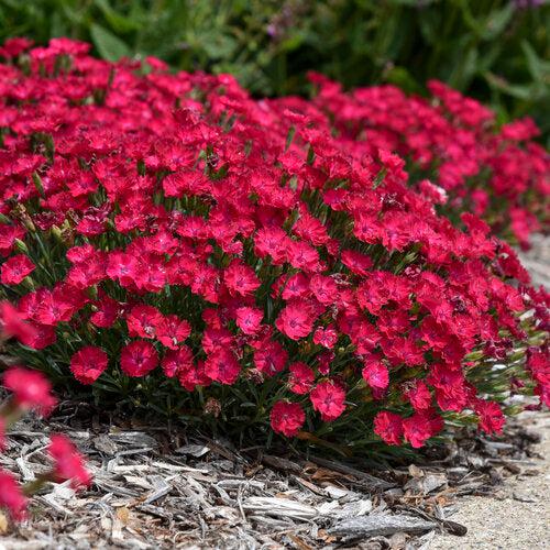 Dianthus - Paint the Town Red Dianthus
