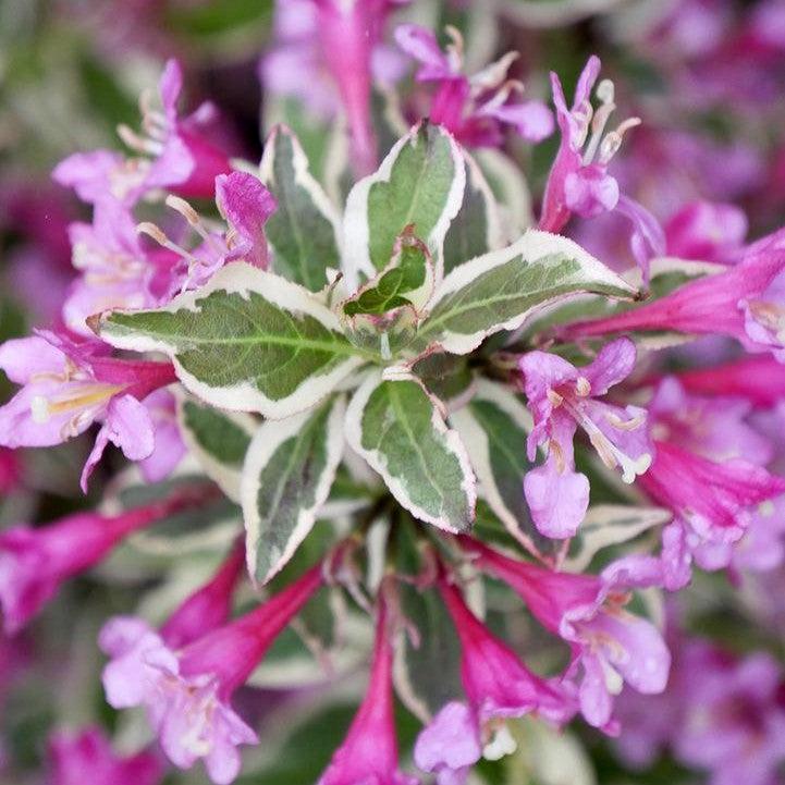 Weigela florida - My Monet Purple Effect® Weigela