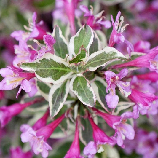 Weigela florida - My Monet Purple Effect® Weigela