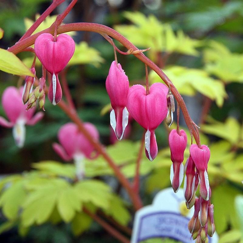 Dicentra spectabilis - Gold Heart Bleeding Heart