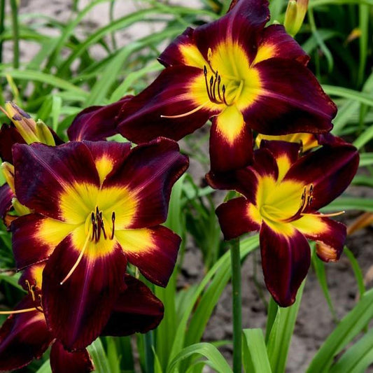 Hemerocallis  - Rainbow Rhythm® Persian Ruby Daylily