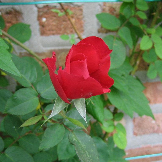 Rosa - First Editions® Ramblin' Red® Rose
