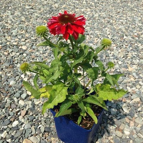 Echinacea x - Sombrero® Salsa Red Coneflower