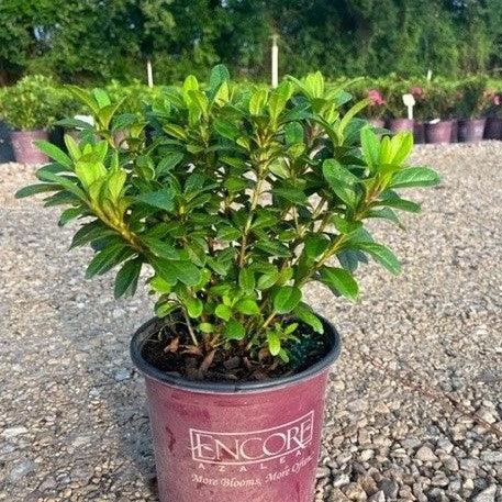 Encore® Autumn Starburst™ Azalea