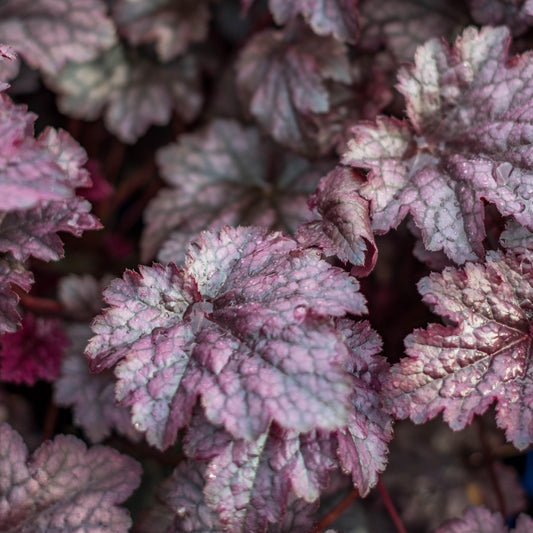 Heuchera - Plum Pudding Coral Bells, Heuchera