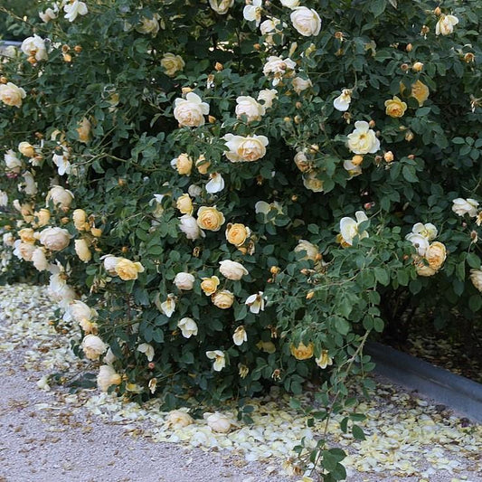 Rosa - Popcorn Drift® Rose